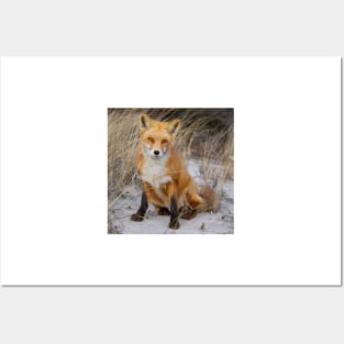 Red Fox Sitting Posters and Art